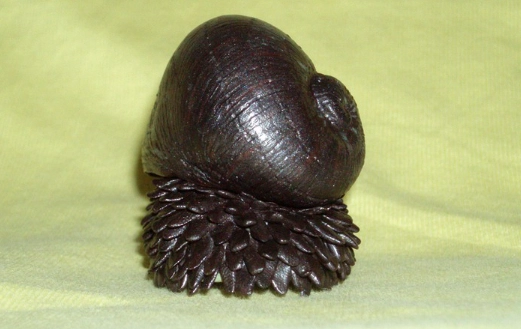 Chrysomallon squamiferum size