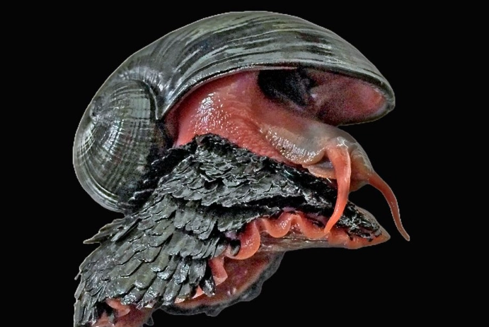 deep sea snail