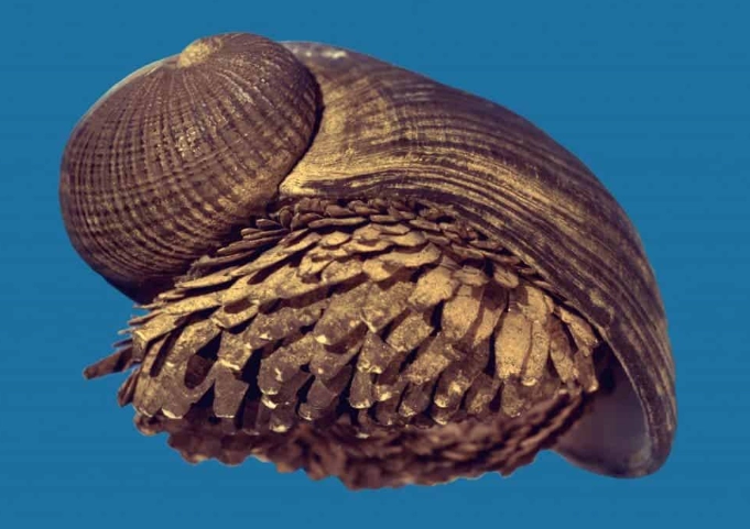 scaly-foot snail pet