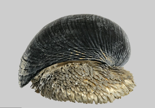 Scaly-foot snail life expectancy Scaly-foot snail life expectancy