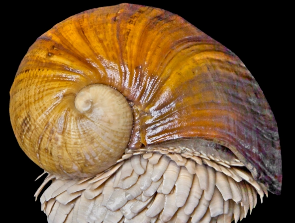 deep sea snail size