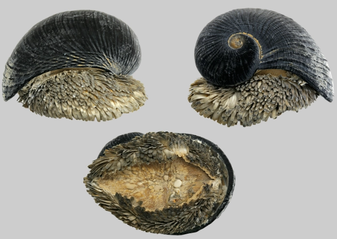 scaly-foot gastropod real