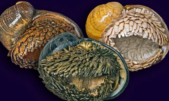 How long do iron snails live How long do iron snails live