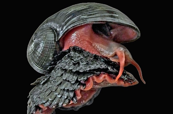 Chrysomallon squamiferum habitat Chrysomallon squamiferum habitat