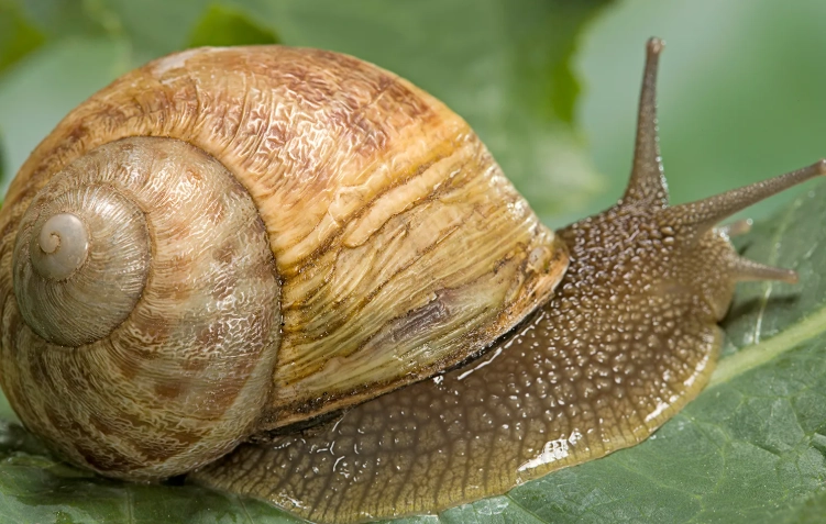 scaly-foot gastropod real