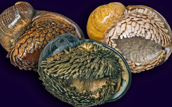 scaly-foot gastropod real