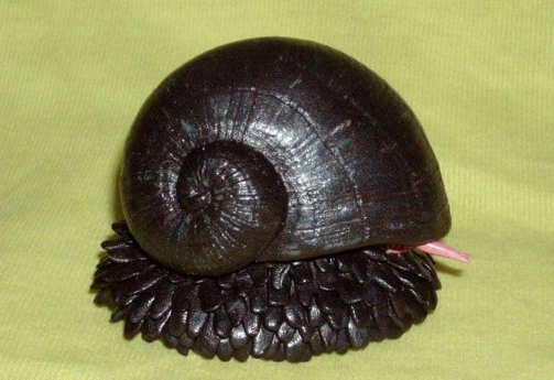 How long do iron snails live How long do iron snails live