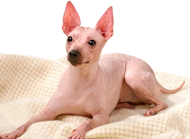 hairless dog breeds