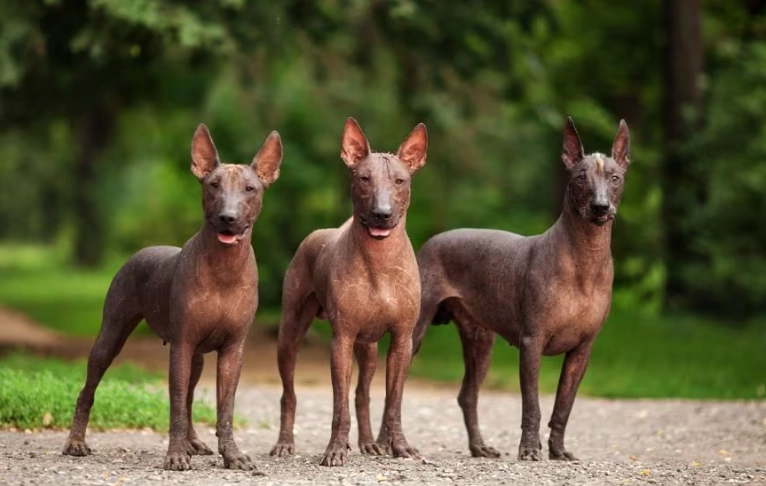 best hairless dog for apartments best hairless dog for apartments