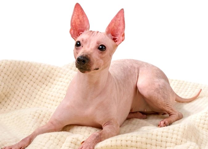hairless dog hairless dog