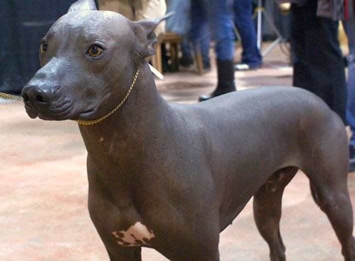small hairless dog breeds small hairless dog breeds