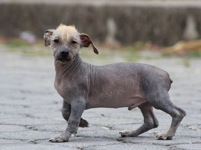 hairless dog care