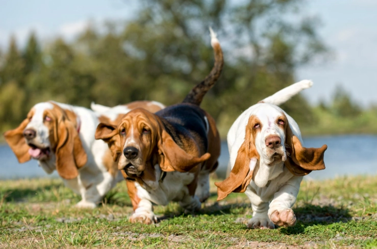 Basset Hound types