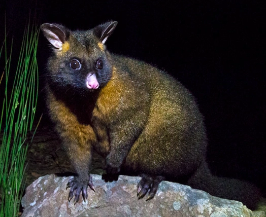 what does a brushtail possum sound like