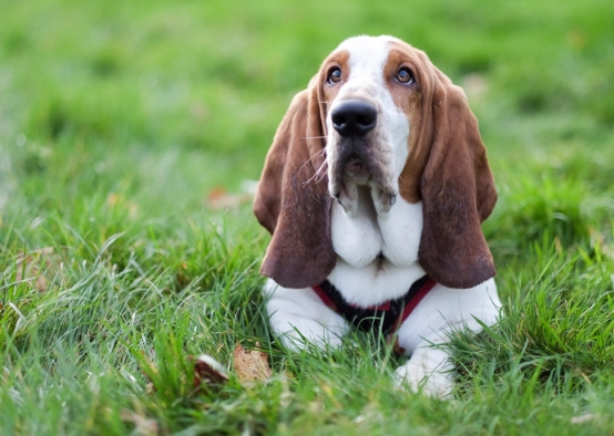 Basset Hound types