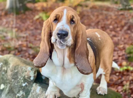 best hound for families