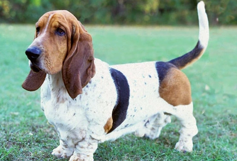 Basset Hound breeds comparison