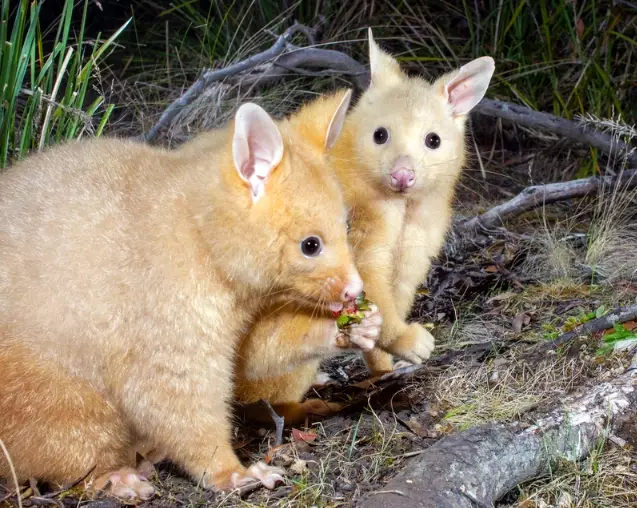 what does a brushtail possum sound like