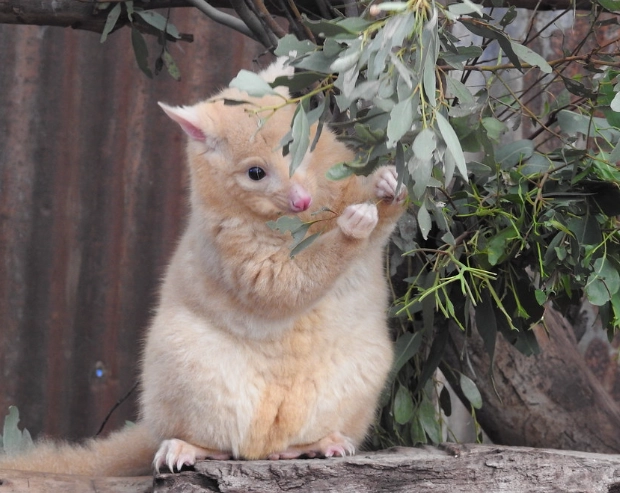possum sounds identification