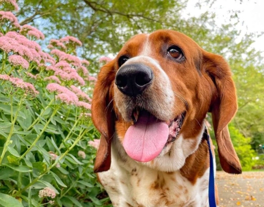 best hound for families