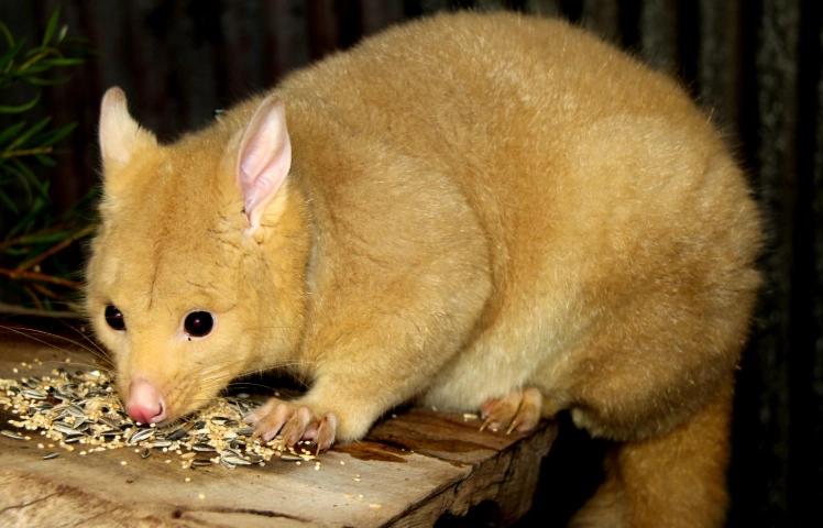 possum sounds identification