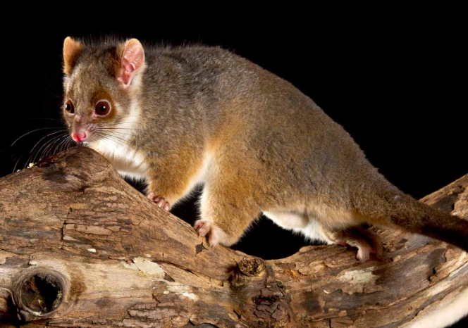 Ringtail possum care Ringtail possum care