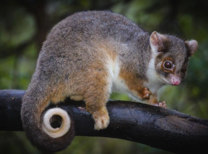 Ringtail possum care Ringtail possum care