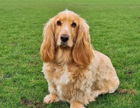 Do hound mixes need a lot of attention