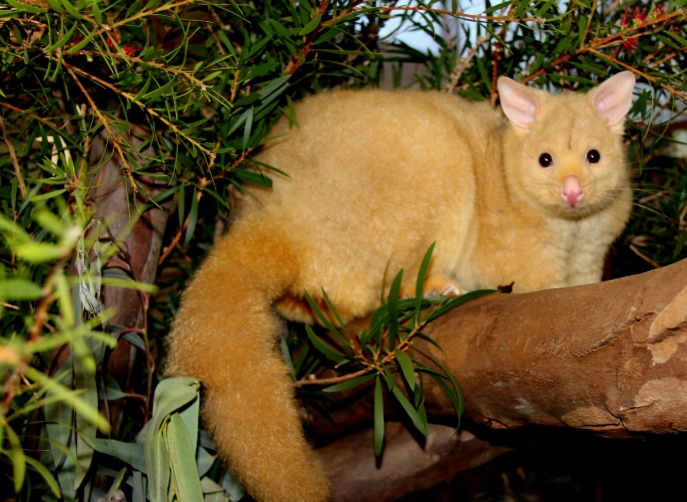 what does a brushtail possum sound like