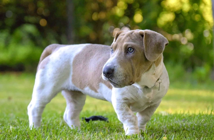 caring for a hound mix