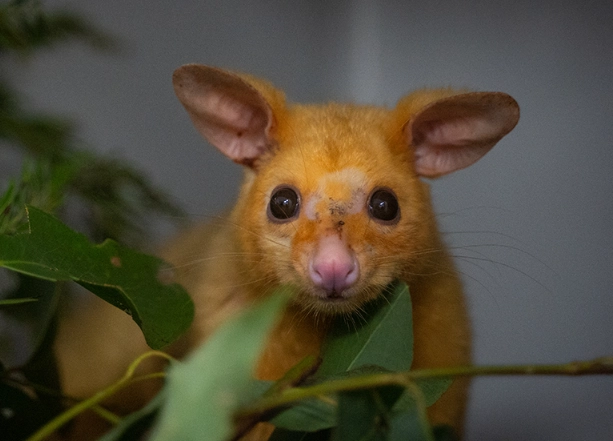 possum sounds identification