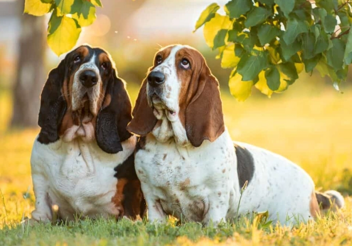 Basset Hound breeds comparison