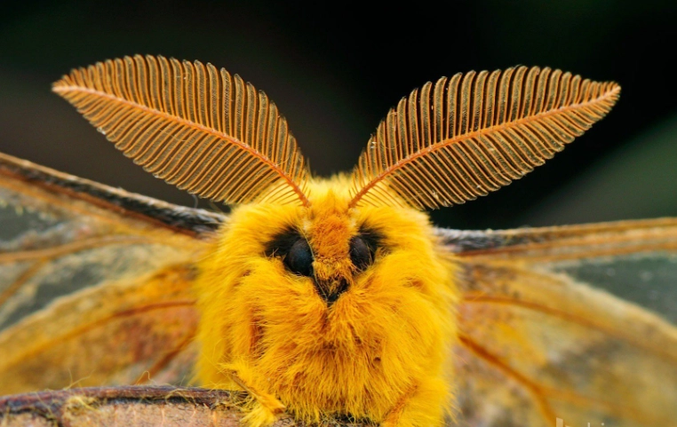 cute moth species cute moth species