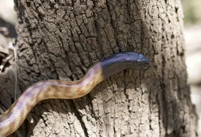 black headed python morphs