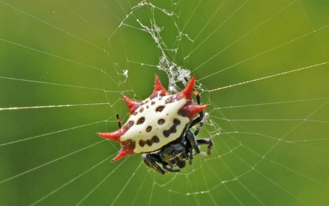 happy face spider