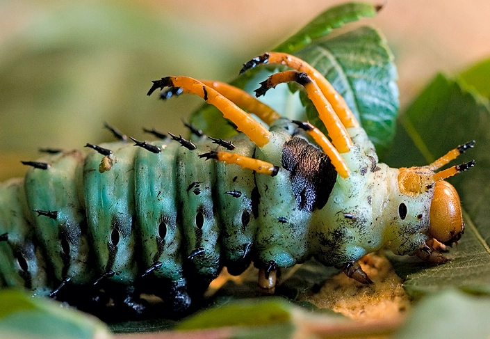 manduca sexta manduca sexta