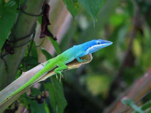 blue anole lizard
