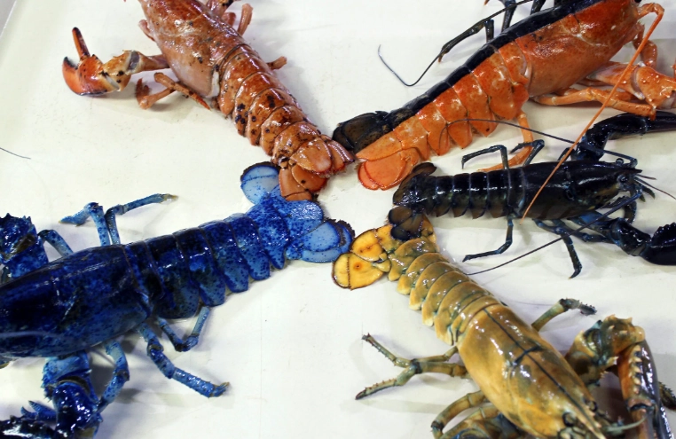 lobster colors explained
