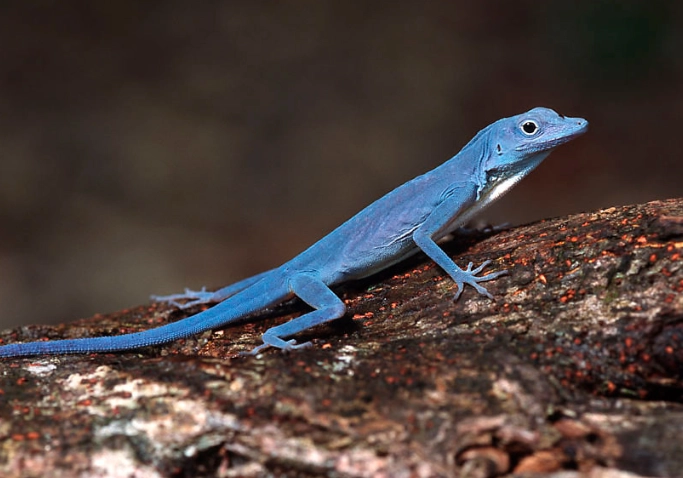 blue anole lizard