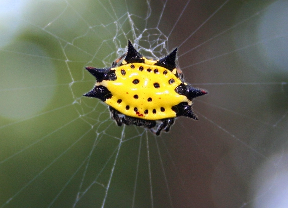 smiley face spider