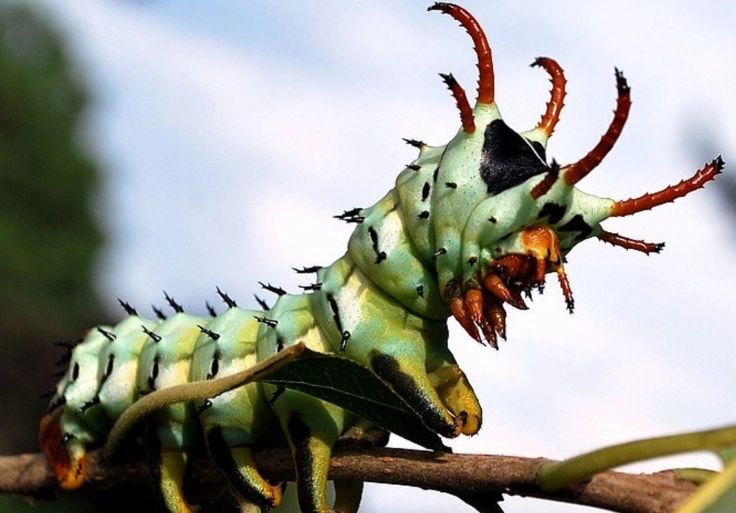 tomato hornworm tomato hornworm