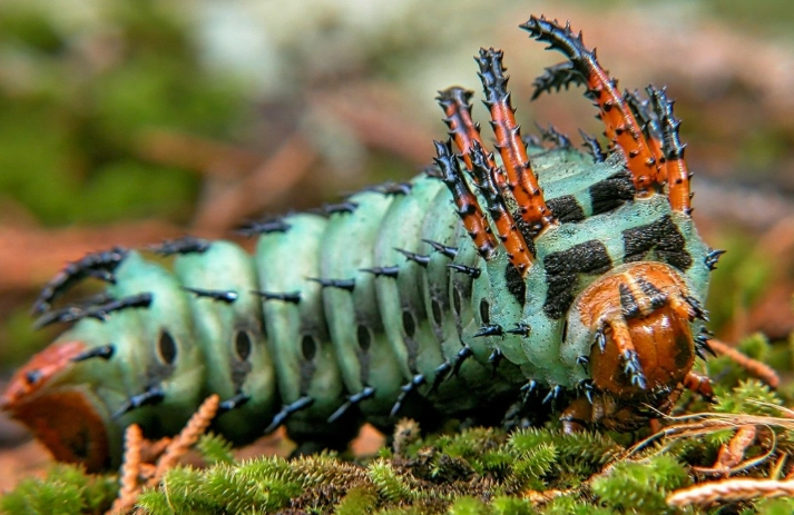 manduca sexta manduca sexta