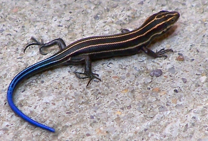 blue lizard tail care