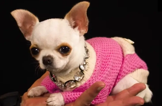 teacup dogs health problems