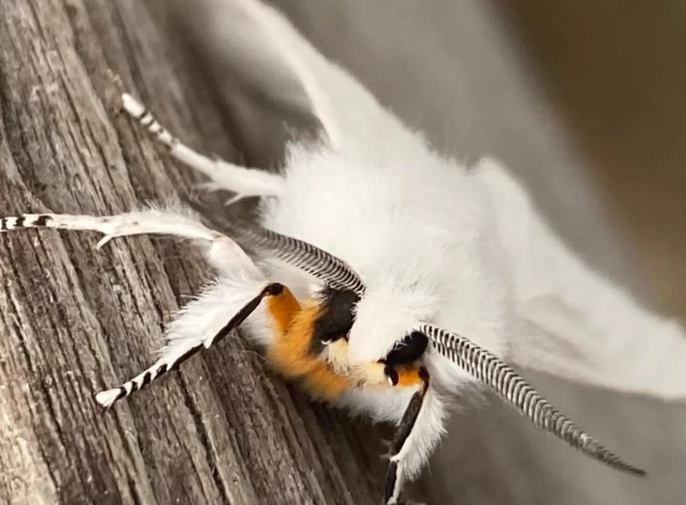 moth vs butterfly moth vs butterfly