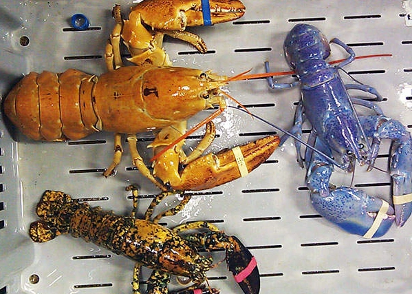 lobster colors explained