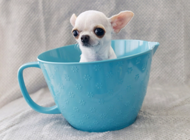 world's smallest dog breed