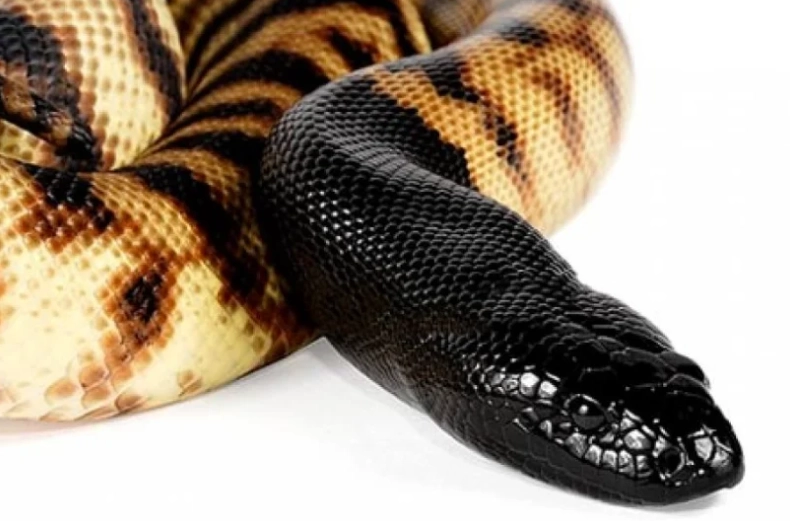 black headed python care