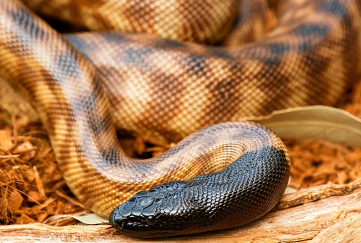 black headed python pet