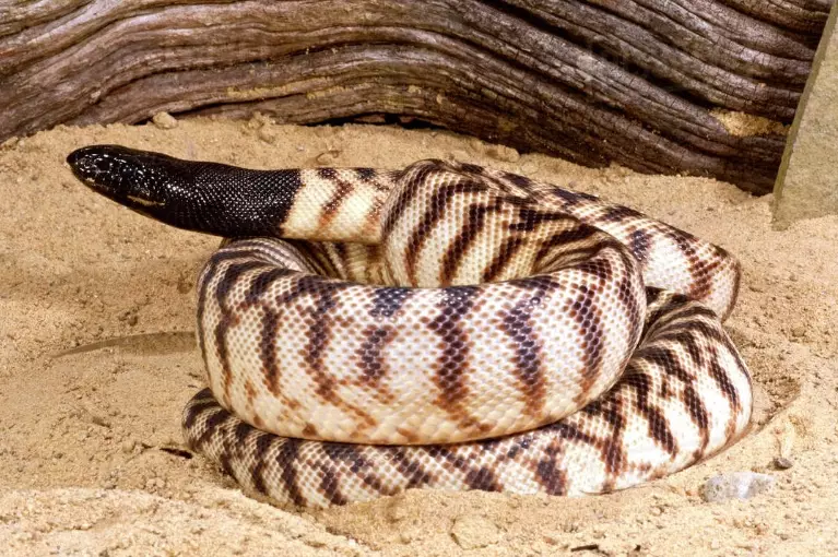 black headed python morphs